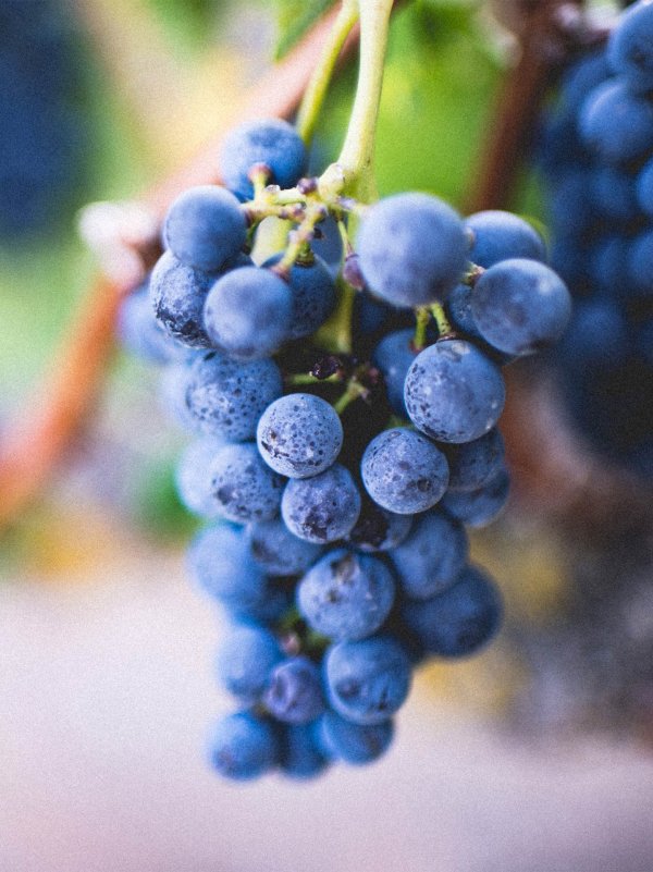 winegrapes red