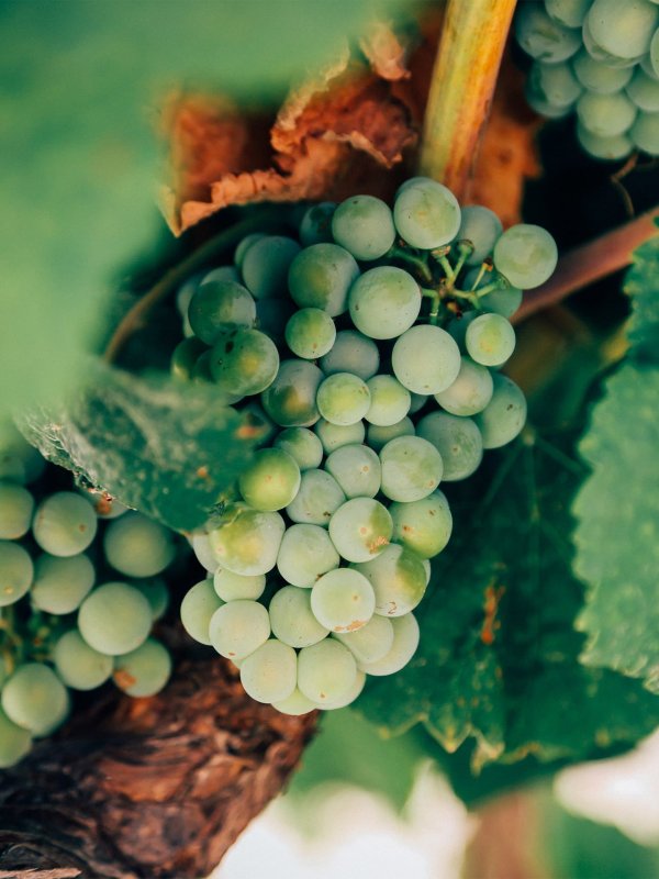 winegrapes